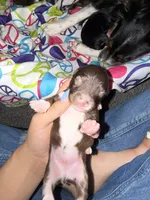 Beans, a male Poodle - Miniature  and Miniature Australian Shepherd for sale in Saint Albans, VT – 2 of 4