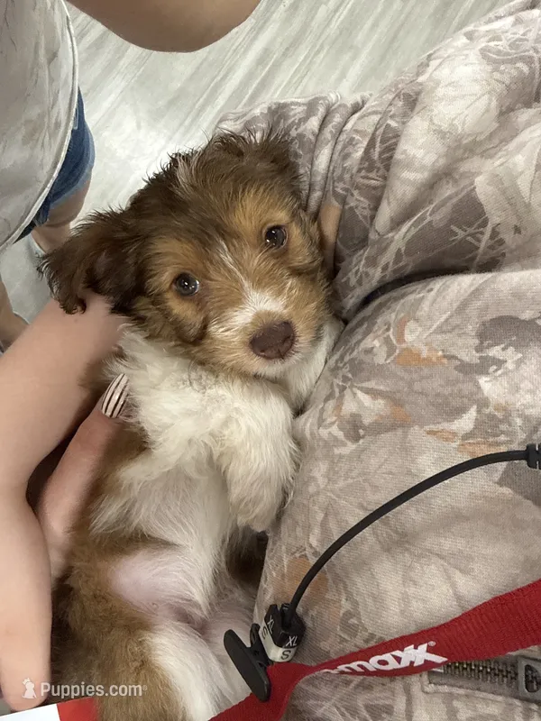 Bailey – Poodle - Miniature , Miniature Australian Shepherd puppy on hold in Saint Albans, VT