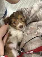 Bailey, a female Poodle - Miniature  and Miniature Australian Shepherd for sale in Saint Albans, VT – 1 of 4