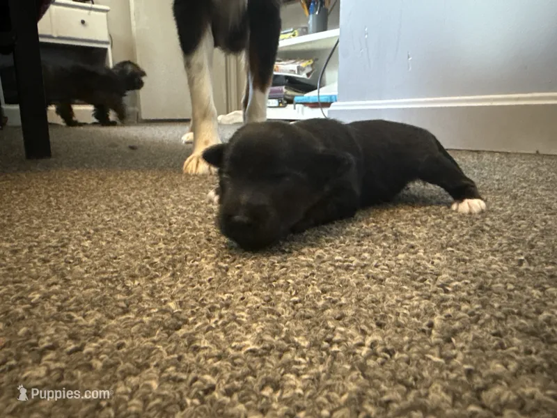 Berry – Poodle - Miniature , Miniature Australian Shepherd puppy on hold in Saint Albans, VT
