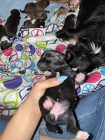 Blackie, a female Poodle - Miniature  and Miniature Australian Shepherd for sale in Saint Albans, VT – 3 of 3