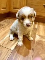 AKC Roxy blue eyes girl, a female Australian Shepherd for sale in Carthage, IL – 5 of 5