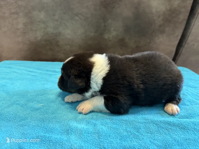 AKC Buster Boy – Australian Shepherd puppy for sale in Carthage, IL