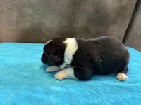 AKC Buster Boy, a male Australian Shepherd for sale in Carthage, IL – 1 of 4
