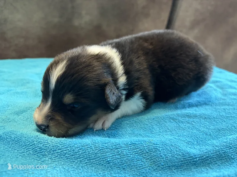 AKC Banjo Boy – Australian Shepherd puppy for sale in Carthage, IL