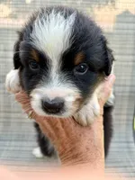 AKC Bingo Boy, a male Australian Shepherd for sale in Carthage, IL – 3 of 10