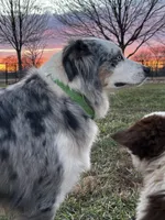 AKC Reba blue eyes girl, a female Australian Shepherd for sale in Carthage, IL – 4 of 5
