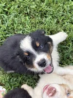 AKC Bingo Boy, a male Australian Shepherd for sale in Carthage, IL – 2 of 10