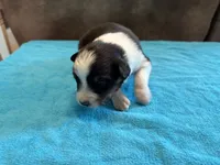 AKC Buddy Boy, a male Australian Shepherd for sale in Carthage, IL – 4 of 4