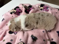 AKC Roxy blue eyes girl, a female Australian Shepherd for sale in Carthage, IL – 2 of 3