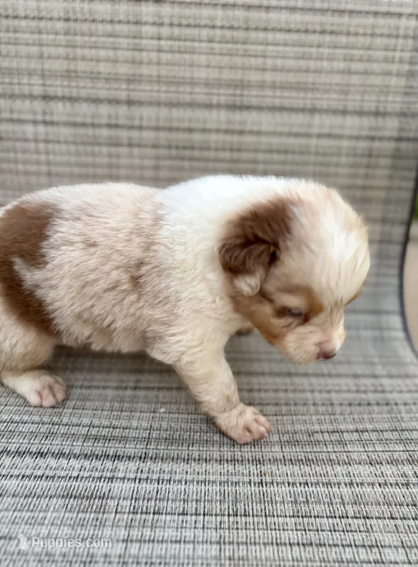 AKC Rusty blue eyes Boy – Australian Shepherd puppy for sale in Carthage, IL