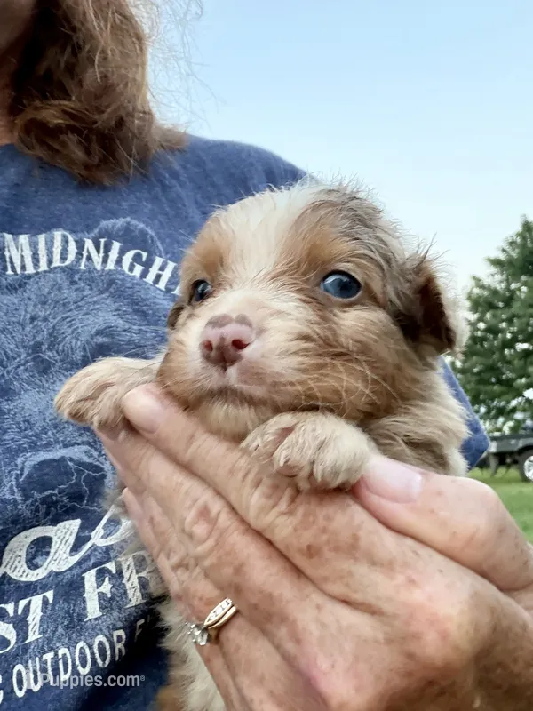AKC Reba blue eyes girl – Australian Shepherd puppy for sale in Carthage, IL