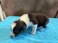 AKC Buddy Boy, a male Australian Shepherd for sale in Carthage, IL – 2 of 4