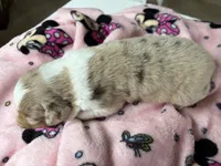 AKC Roxy blue eyes girl, a female Australian Shepherd for sale in Carthage, IL – 3 of 3