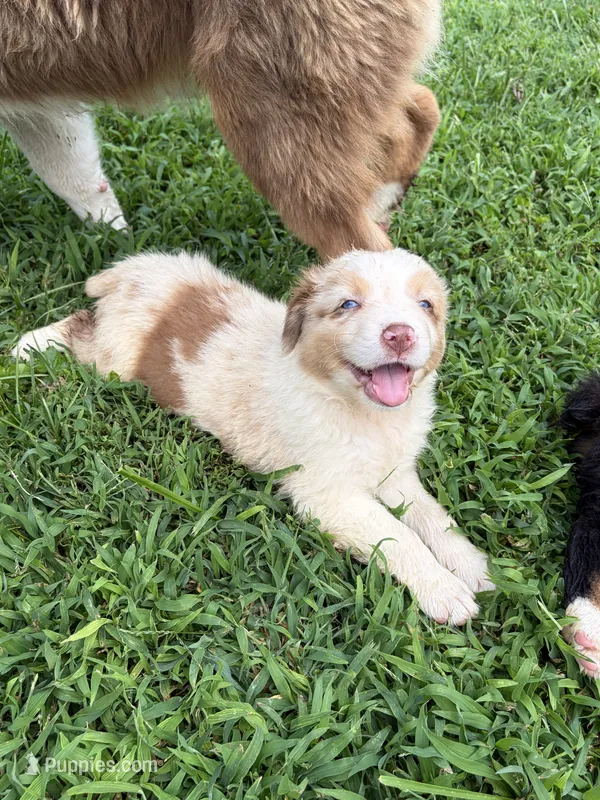 AKC Rusty blue eyes Boy – Australian Shepherd puppy for sale in Carthage, IL