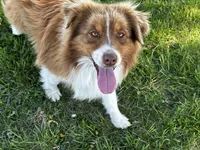 AKC Reba blue eyes girl, a female Australian Shepherd for sale in Carthage, IL – 5 of 5