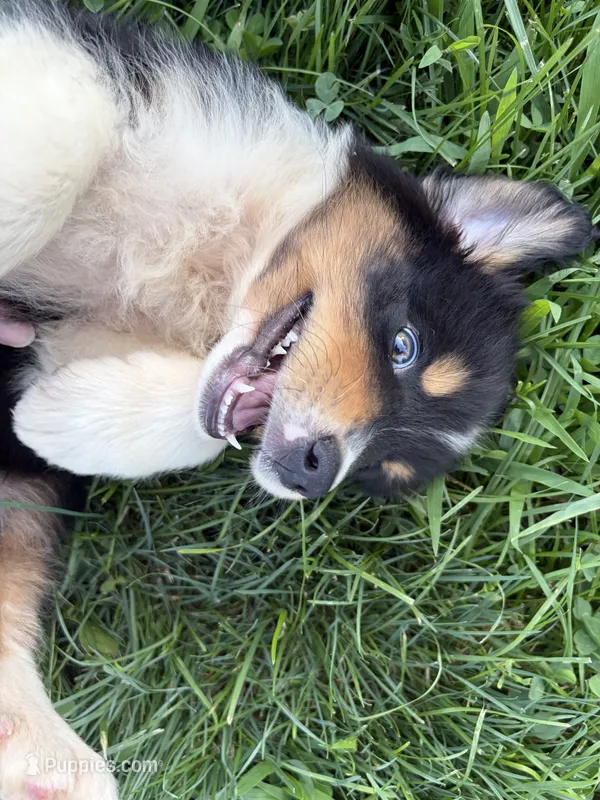 Buddy – Australian Shepherd puppy for sale in Carthage, IL