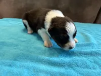AKC Buddy Boy, a male Australian Shepherd for sale in Carthage, IL – 3 of 4