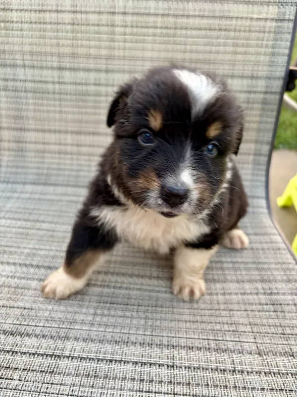 AKC Banjo Boy – Australian Shepherd puppy for sale in Carthage, IL