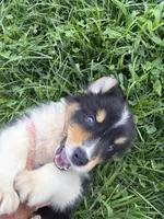 Buddy, a male Australian Shepherd for sale in Carthage, IL – 6 of 6