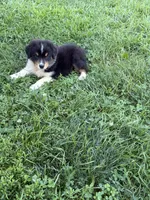 Buddy, a male Australian Shepherd for sale in Carthage, IL – 2 of 6