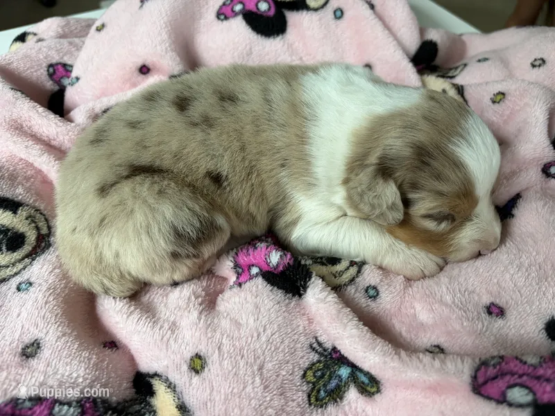 AKC Roxy blue eyes girl – Australian Shepherd puppy for sale in Carthage, IL