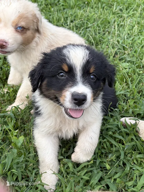 AKC Buddy Boy – Australian Shepherd puppy for sale in Carthage, IL