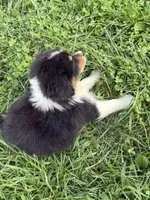 Buddy, a male Australian Shepherd for sale in Carthage, IL – 4 of 6