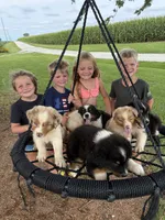 Red merle blue eyes boy, a male Australian Shepherd for sale in Carthage, IL – 5 of 6