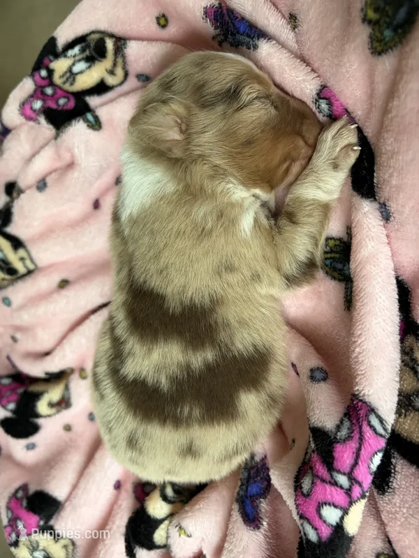 AKC Reba blue eyes girl – Australian Shepherd puppy for sale in Carthage, IL