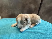 AKC Rusty blue eyes Boy, a male Australian Shepherd for sale in Carthage, IL – 4 of 5