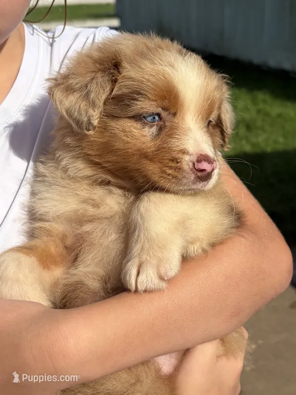 AKC Reba blue eyes girl – Australian Shepherd puppy for sale in Carthage, IL