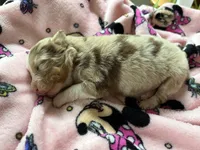 AKC Reba blue eyes girl, a female Australian Shepherd for sale in Carthage, IL – 3 of 5