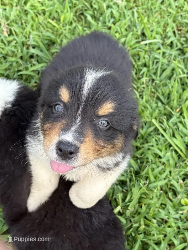 AKC Banjo Boy – Australian Shepherd puppy for sale in Carthage, IL