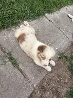 Red merle blue eyes boy, a male Australian Shepherd for sale in Carthage, IL – 4 of 6