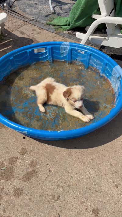 Red merle blue eyes boy, a male Australian Shepherd for sale in Carthage, IL – 6 of 6