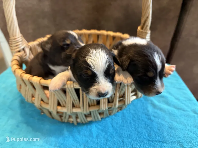 AKC Buddy Boy – Australian Shepherd puppy for sale in Carthage, IL