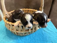AKC Buddy Boy, a male Australian Shepherd for sale in Carthage, IL – 1 of 4