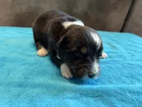 AKC Buster Boy, a male Australian Shepherd for sale in Carthage, IL – 3 of 4