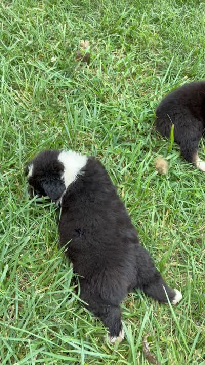 AKC Bingo Boy, a male Australian Shepherd for sale in Carthage, IL – 10 of 10