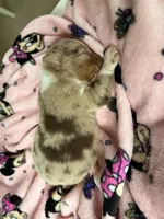 AKC Reba blue eyes girl, a female Australian Shepherd for sale in Carthage, IL – 2 of 5
