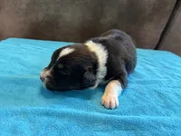 AKC Buster Boy, a male Australian Shepherd for sale in Carthage, IL – 4 of 4