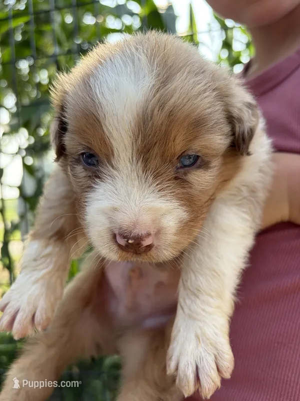 AKC Rocky Blue Eyes Boy – Australian Shepherd puppy for sale in Carthage, IL