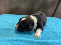AKC Buster Boy, a male Australian Shepherd for sale in Carthage, IL – 2 of 4