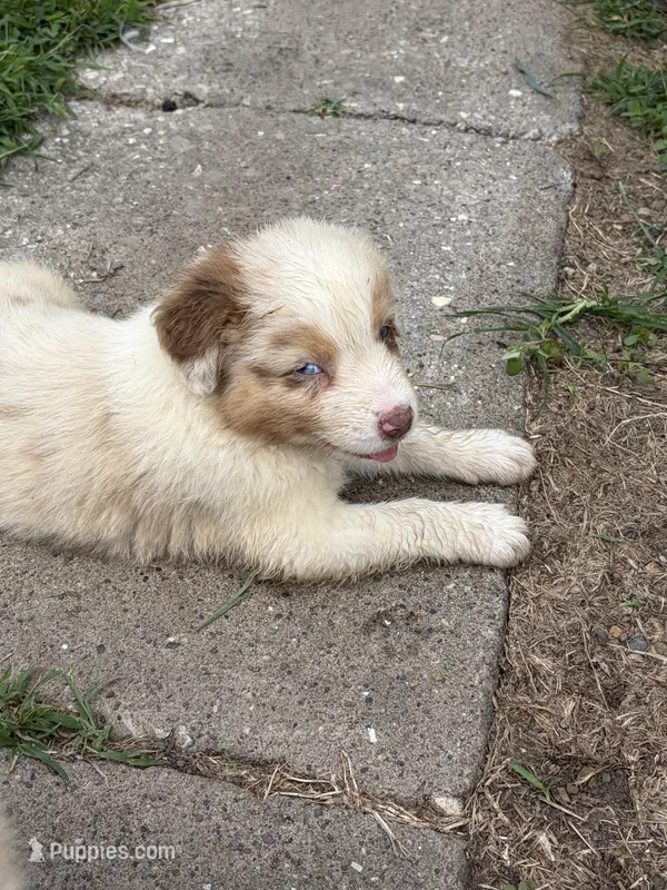 Red merle blue eyes boy – Australian Shepherd puppy for sale in Carthage, IL