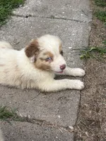 Red merle blue eyes boy, a male Australian Shepherd for sale in Carthage, IL – 1 of 6