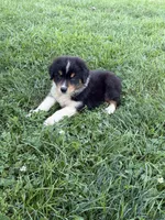 Buddy, a male Australian Shepherd for sale in Carthage, IL – 3 of 6