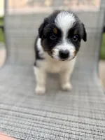 AKC Bingo Boy, a male Australian Shepherd for sale in Carthage, IL – 5 of 10