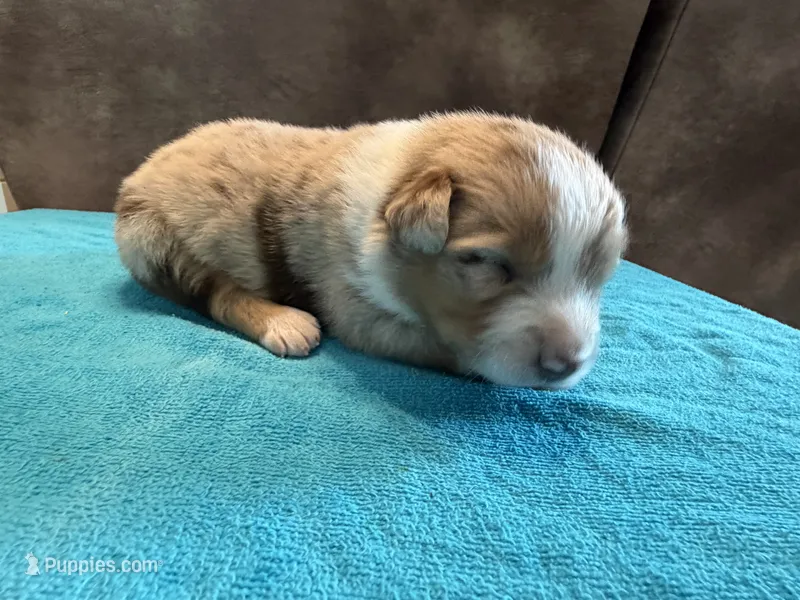 AKC Rusty blue eyes Boy – Australian Shepherd puppy for sale in Carthage, IL