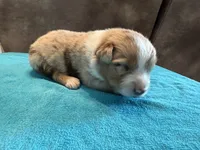 AKC Rusty blue eyes Boy, a male Australian Shepherd for sale in Carthage, IL – 1 of 5